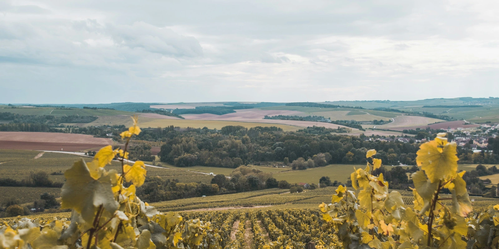 Les Carrières après une Licence LEA (Langues Étrangères Appliquées)