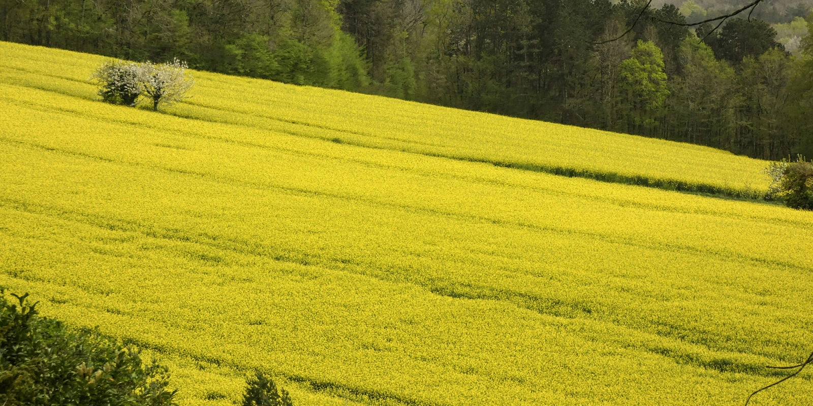 Licence LEA à Distance : Comment Ça Fonctionne